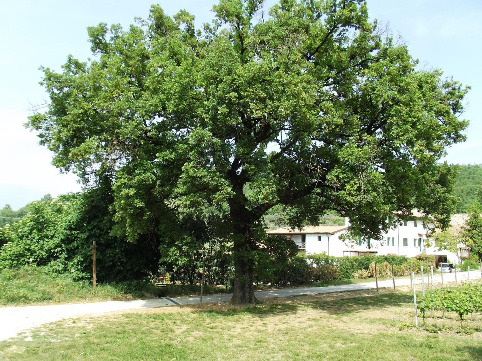 Agriturismo Ca' Castellani Bardolino Exterior photo
